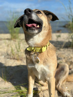 PFAF 1” Simple BioThane Buckle Collar