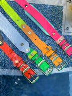 Neon Summer Keystone Collar