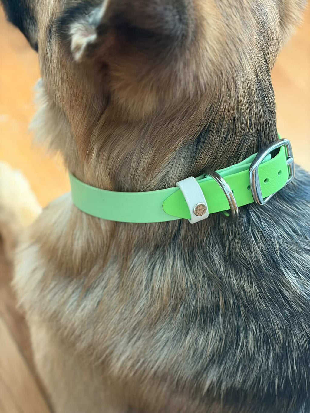 Spring Two-Toned Collar