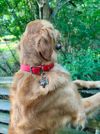 PFAF 1” Simple BioThane Buckle Collar