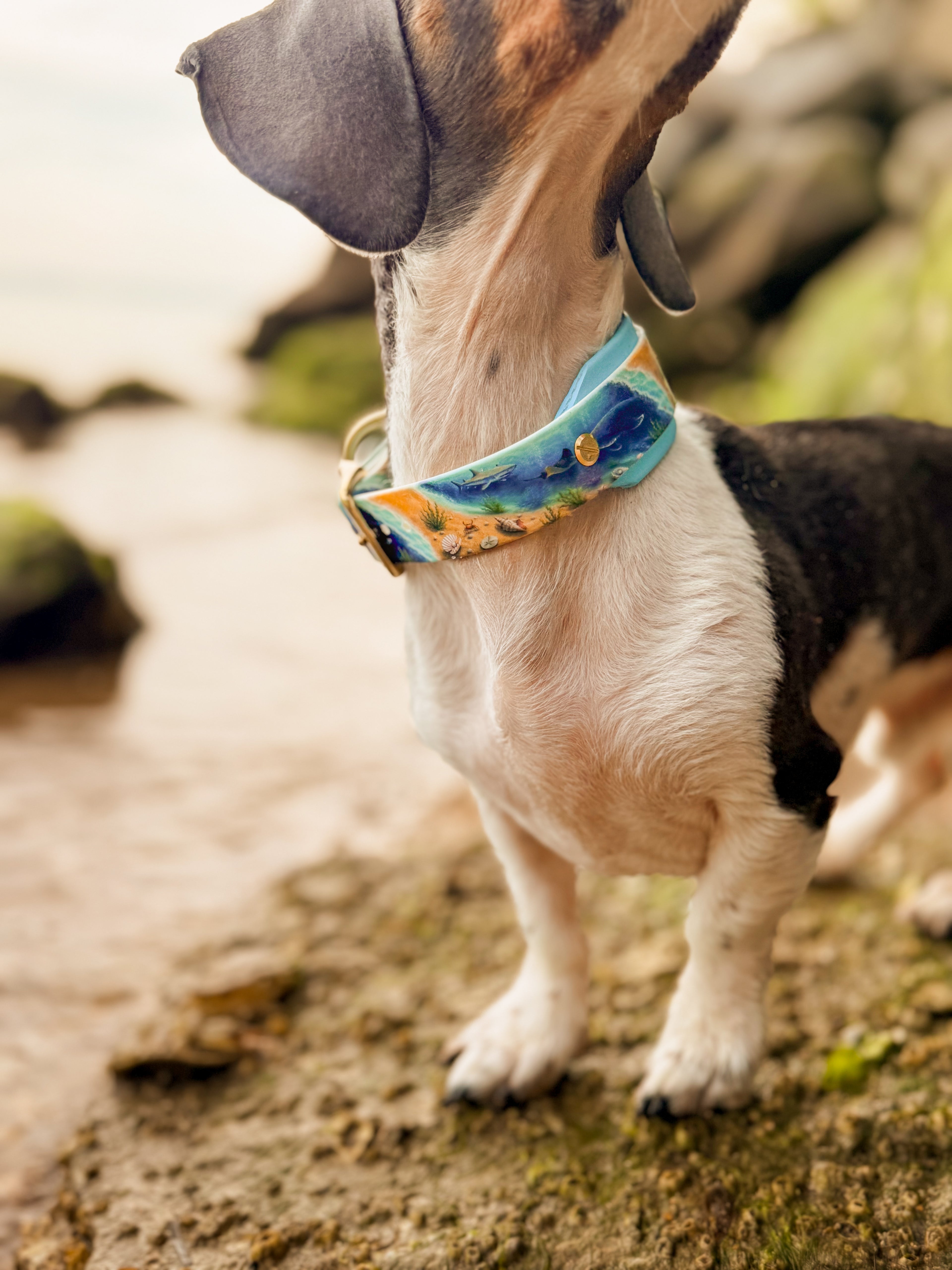 Ocean Odyessy Collar