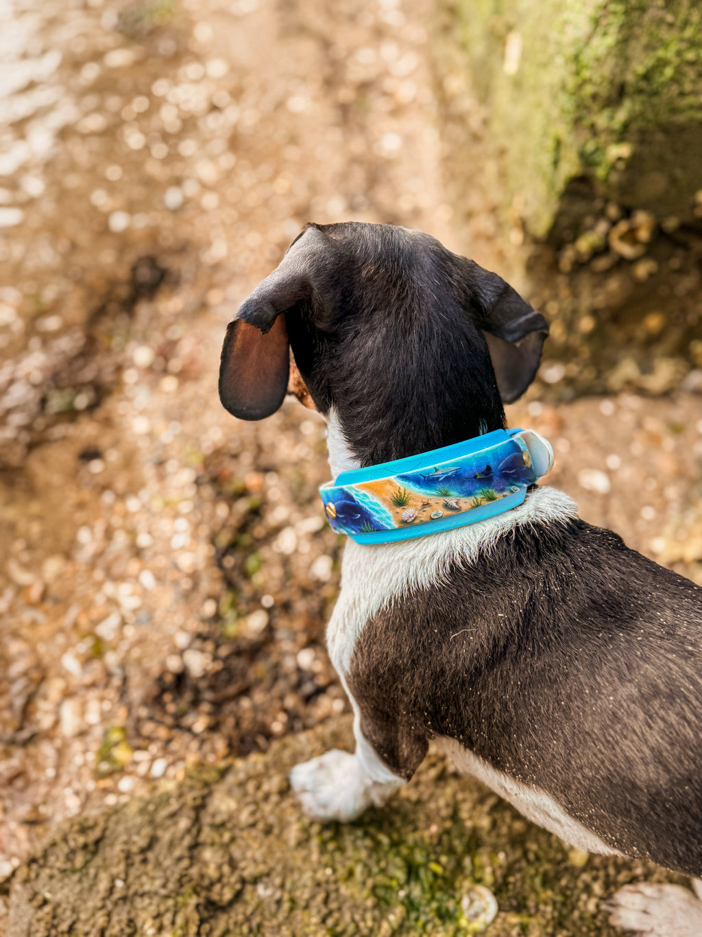 Ocean Odyessy Collar