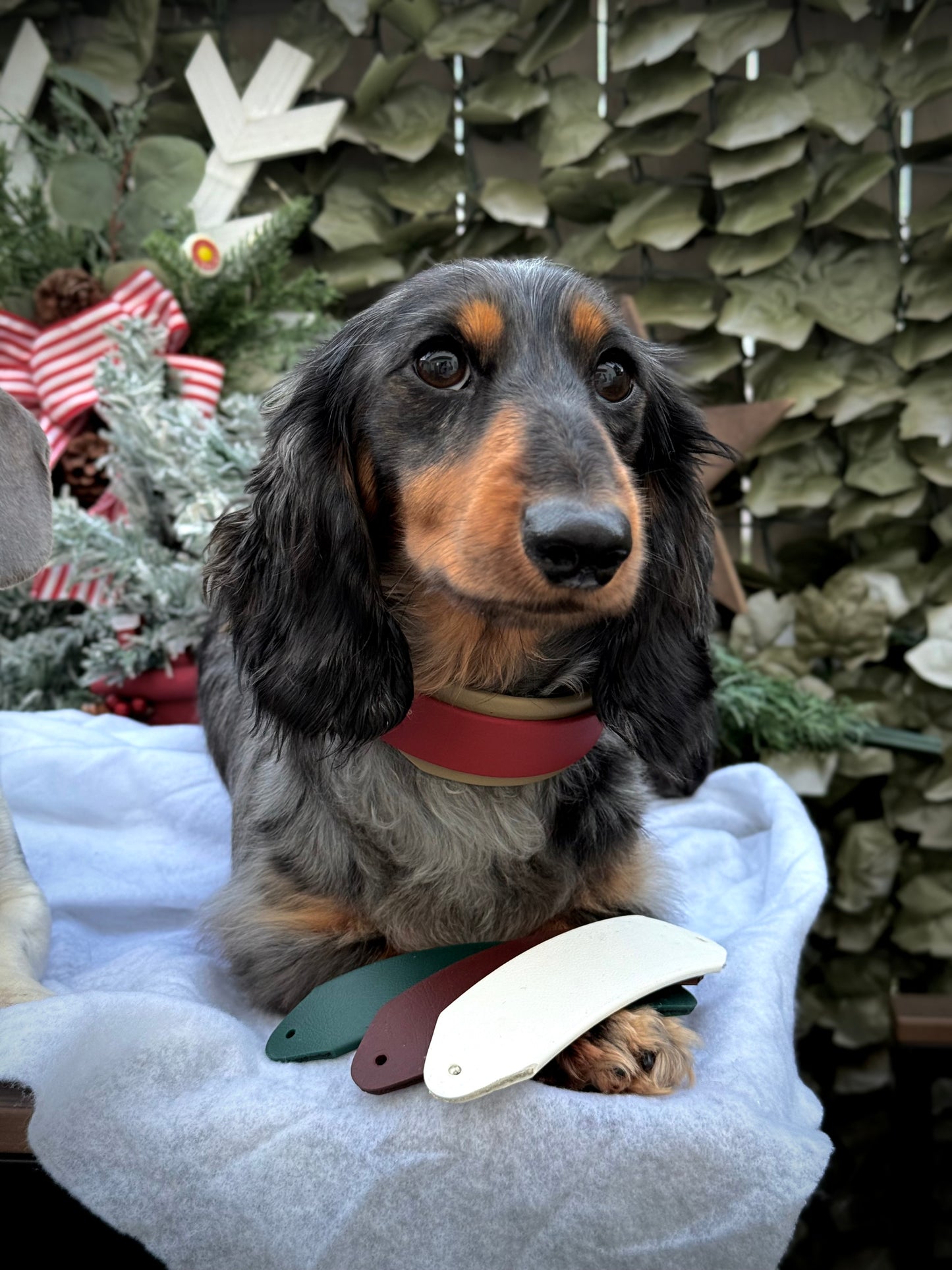 Vintage Holiday Collar Bundle