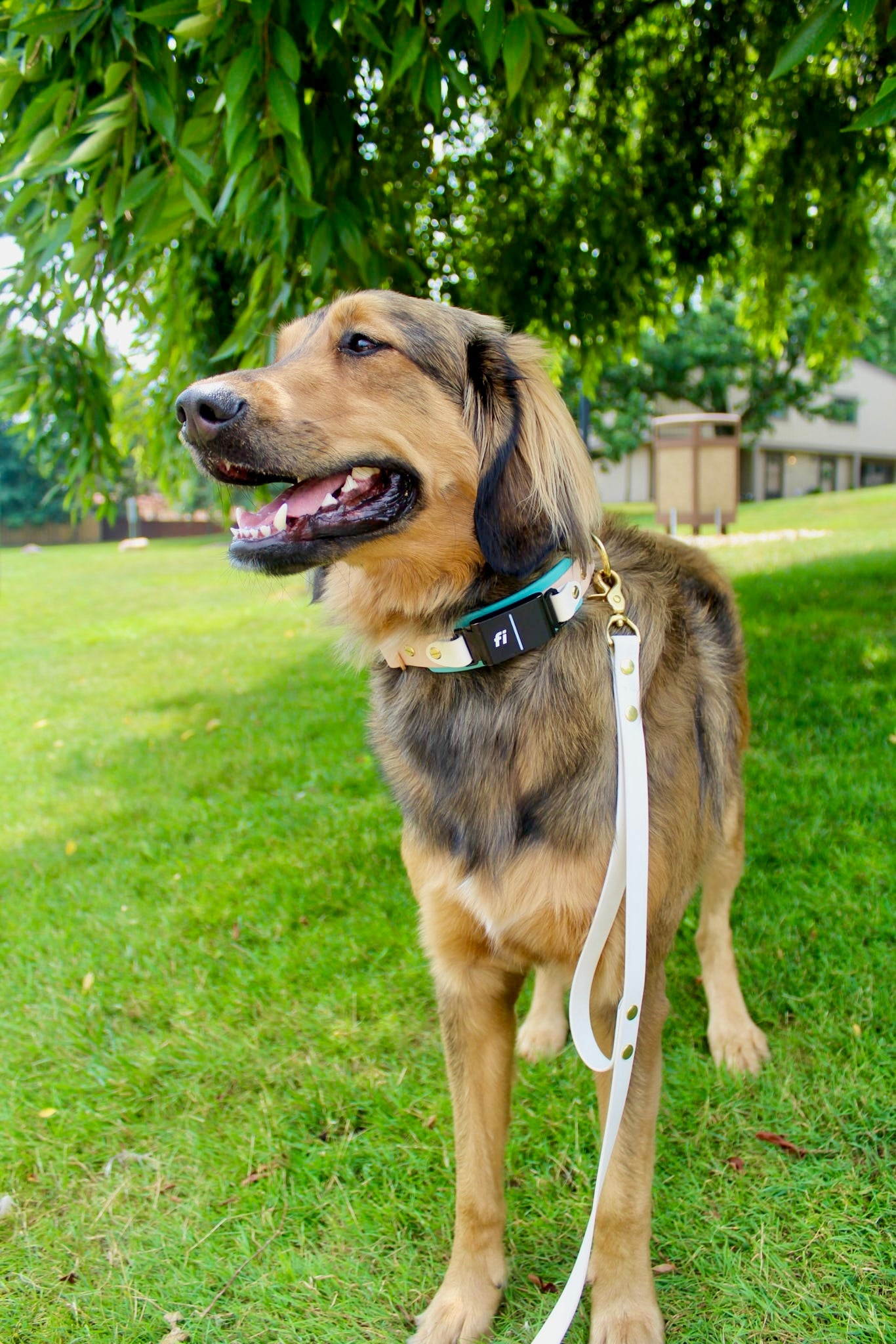 BIO "Buy It Once" Interchangeable Fi Series 3 BioThane Collar