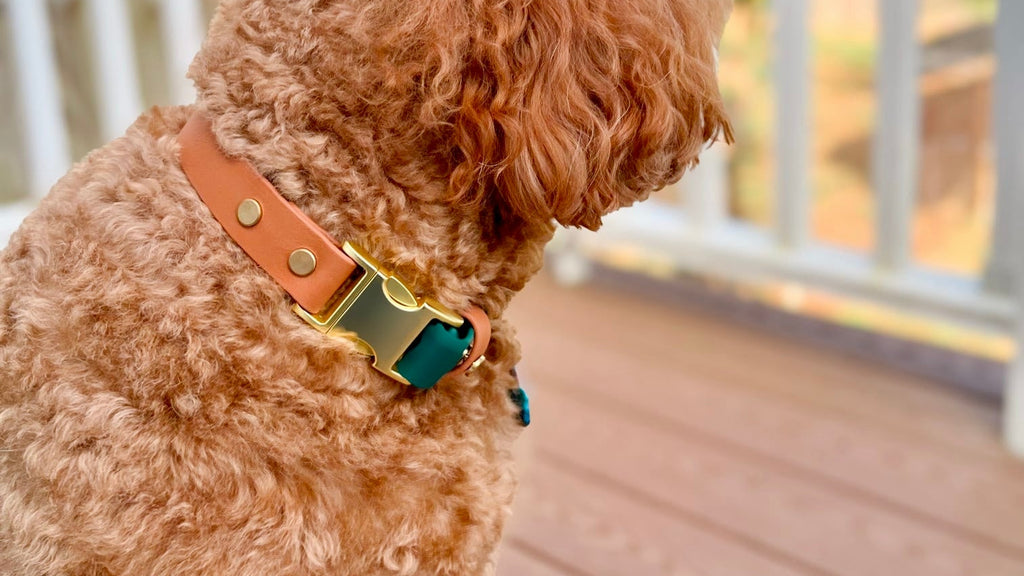 PFAF 1” Two-Toned BioThane Collar