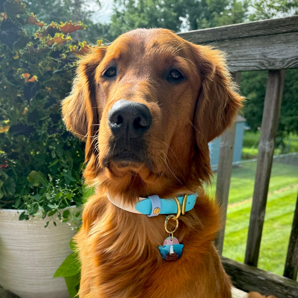 PFAF 1” Two-Toned BioThane Collar