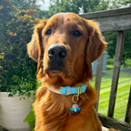 PFAF 1” Two-Toned BioThane Collar