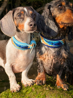 Ocean Odyessy Collar