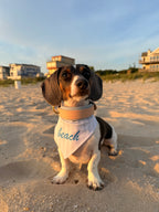 BIO "Buy It Once" Interchangeable Back BioThane Collar