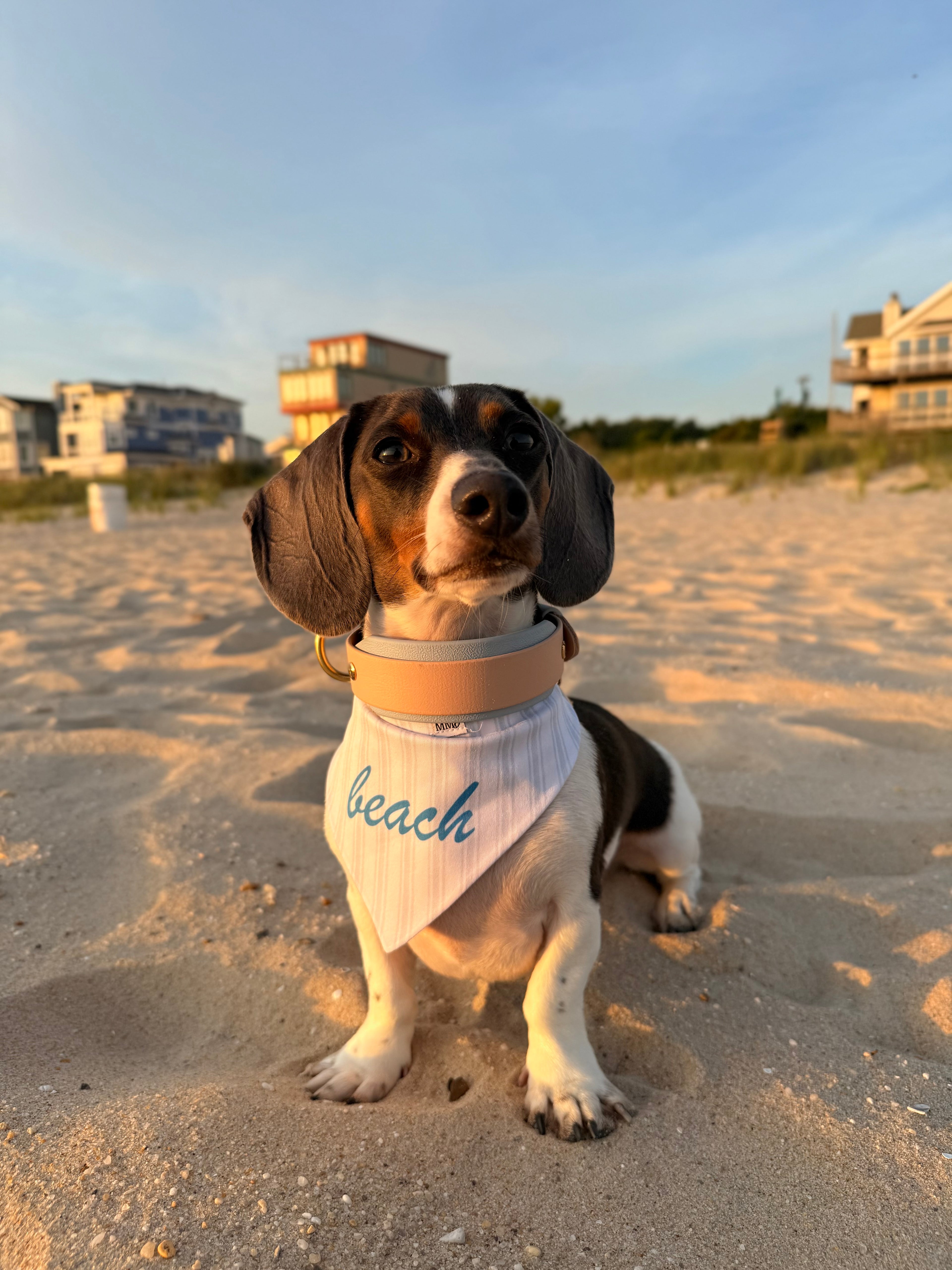 BIO "Buy It Once" Interchangeable Back BioThane Collar