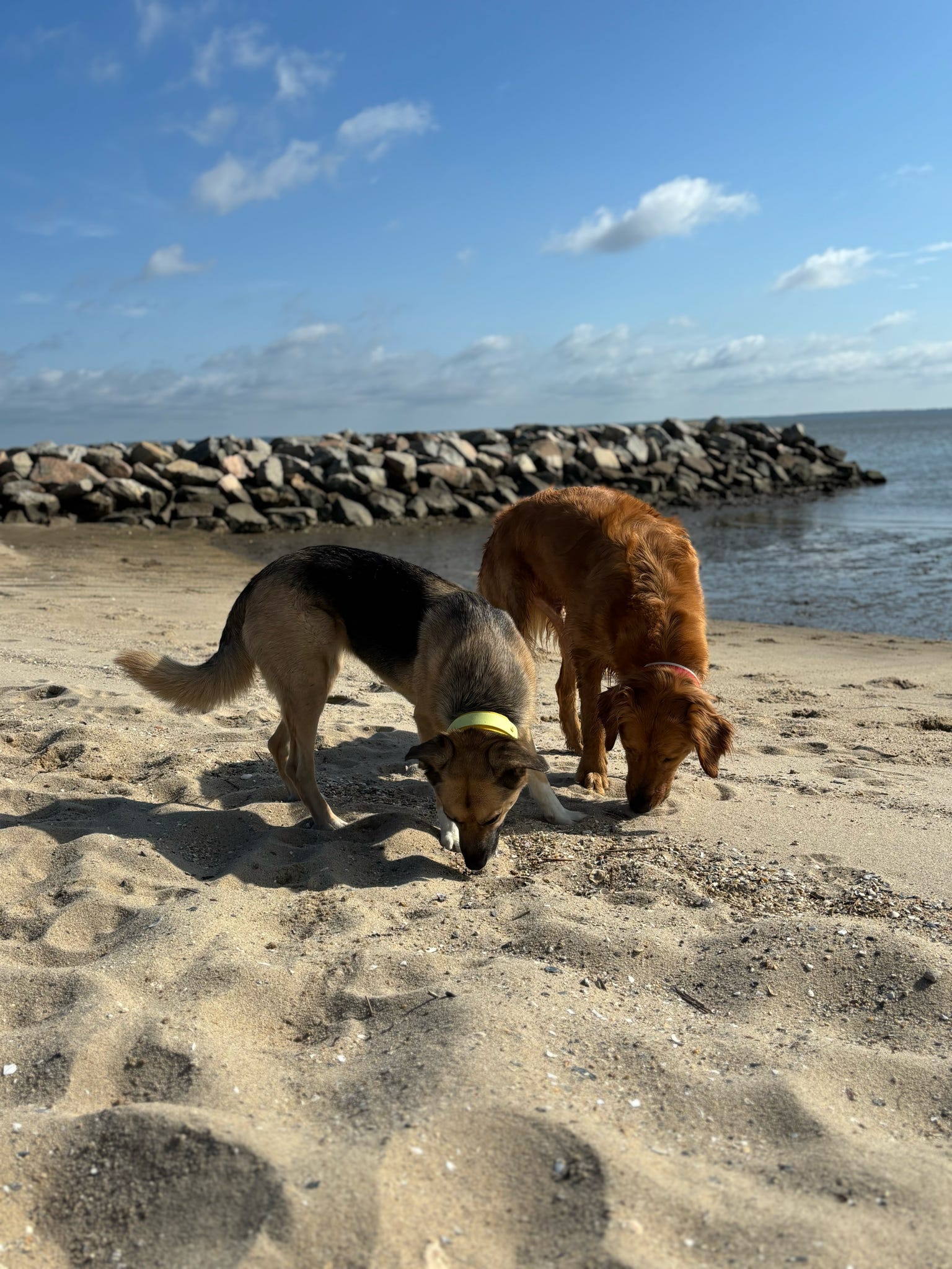 BIO "Buy It Once" Interchangeable Back BioThane Collar