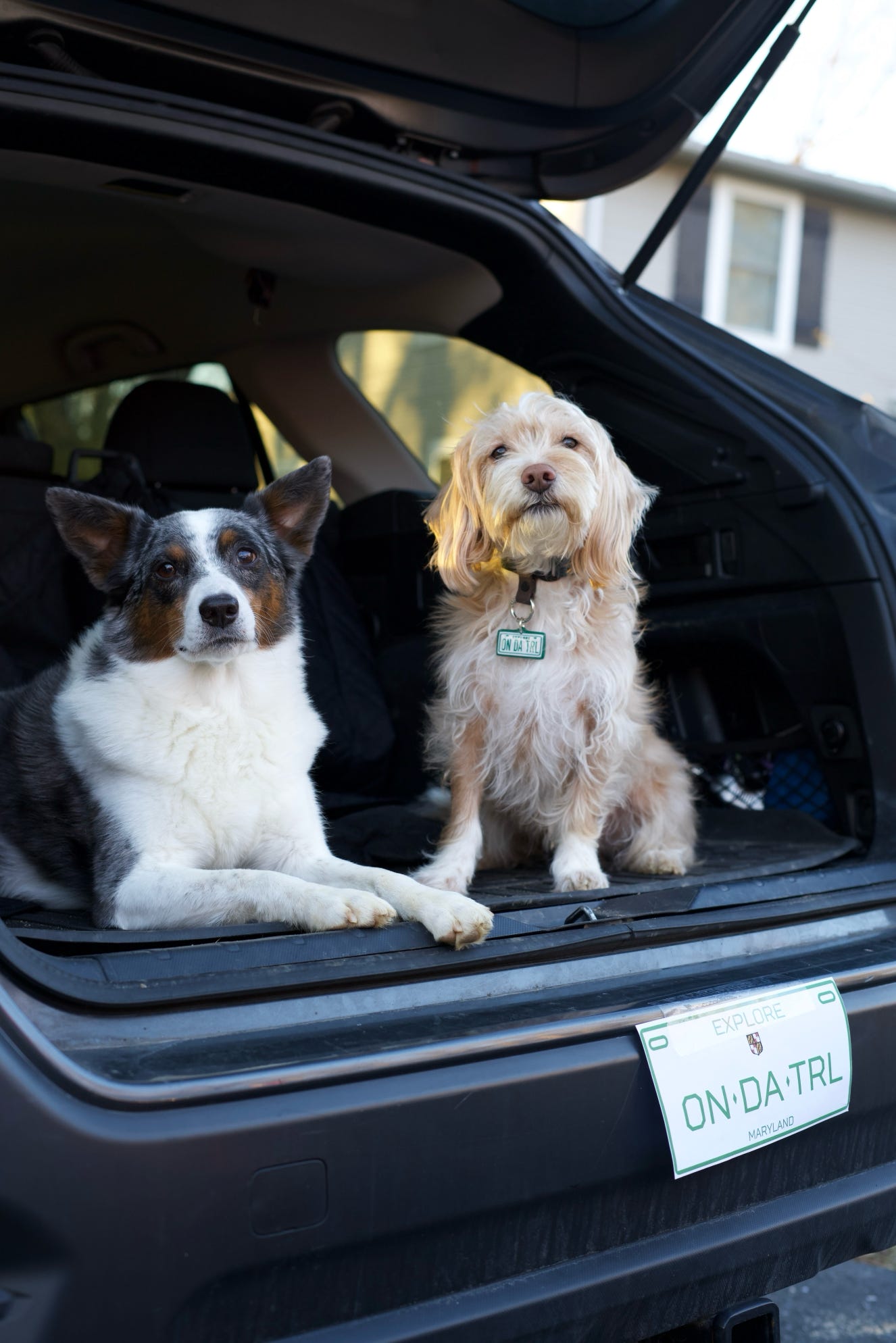 LICENSE PLATES