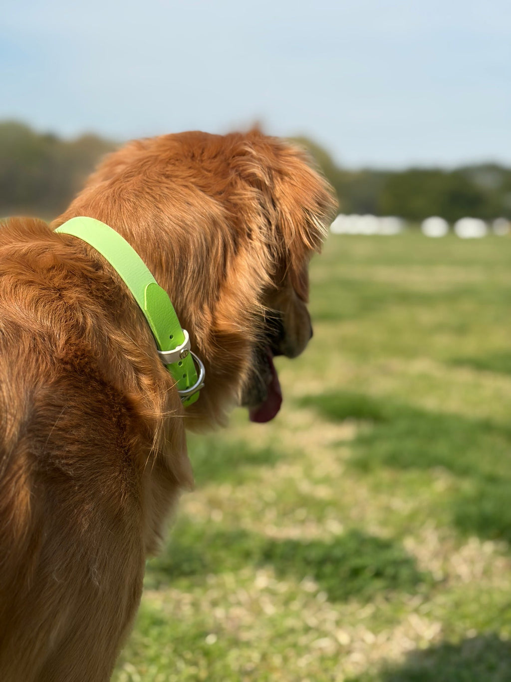 Spring Two-Toned Collar