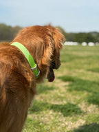 Spring Two-Toned Collar