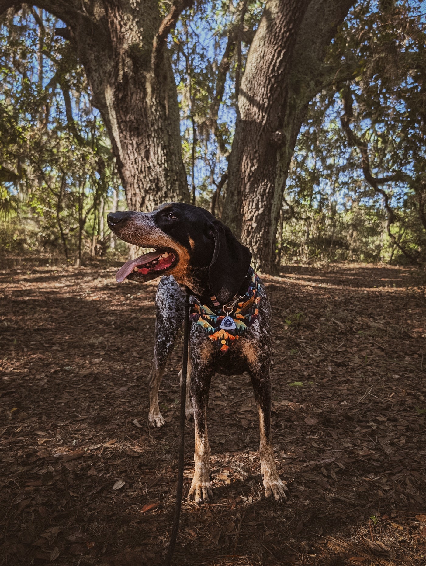 MERIT BARK BADGE
