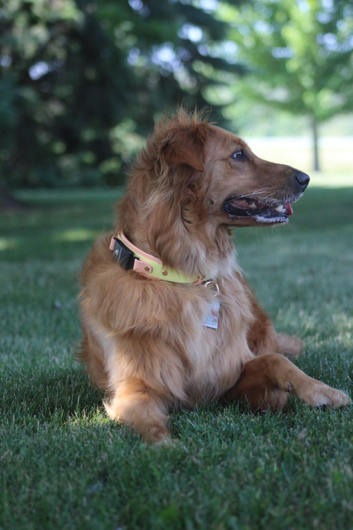 BIO "Buy It Once" Interchangeable Fi Series 3 BioThane Collar