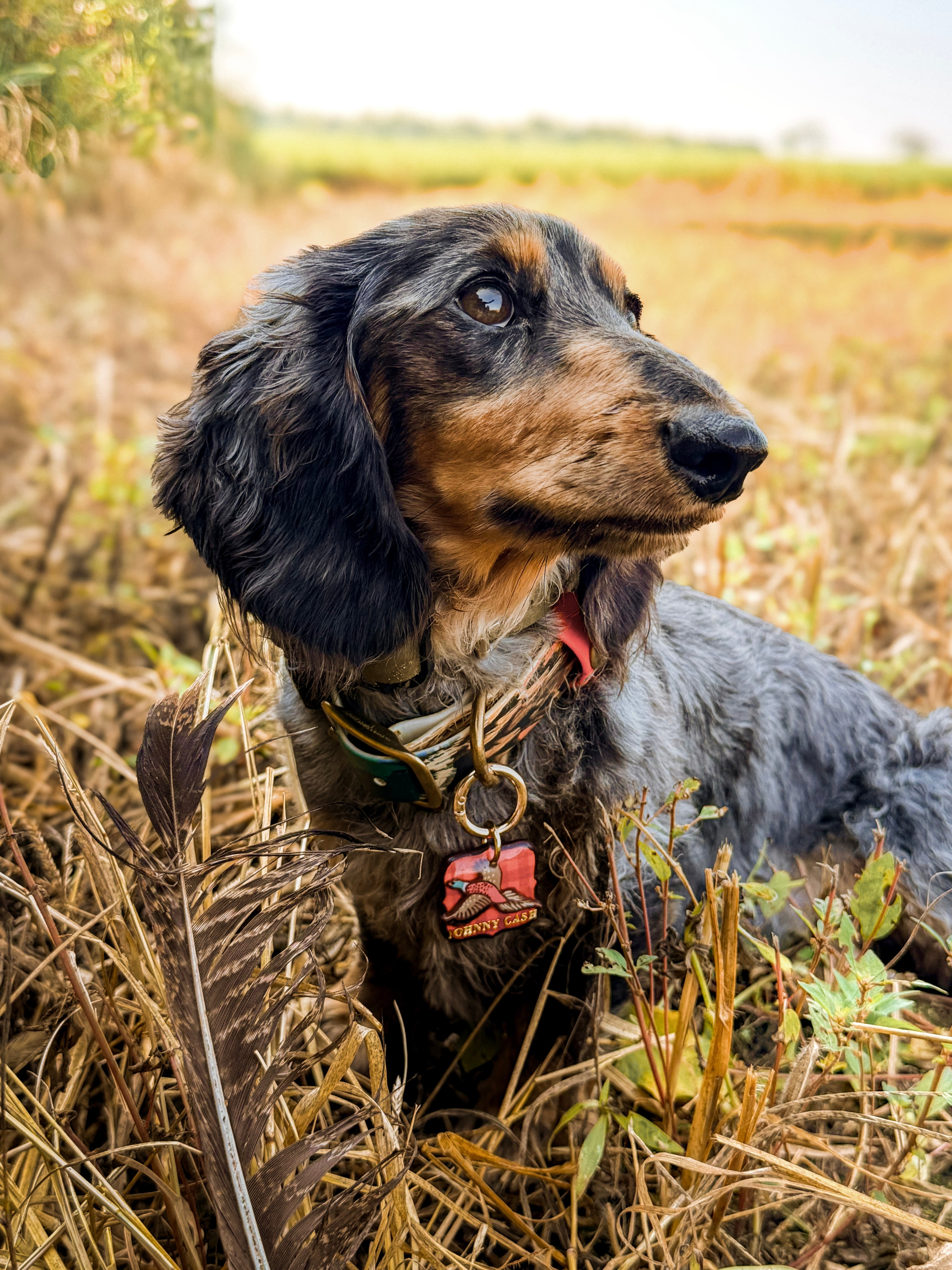 Pheasant & Flush Tag