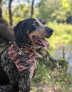 Treeing & Tracking Raccoon Tag