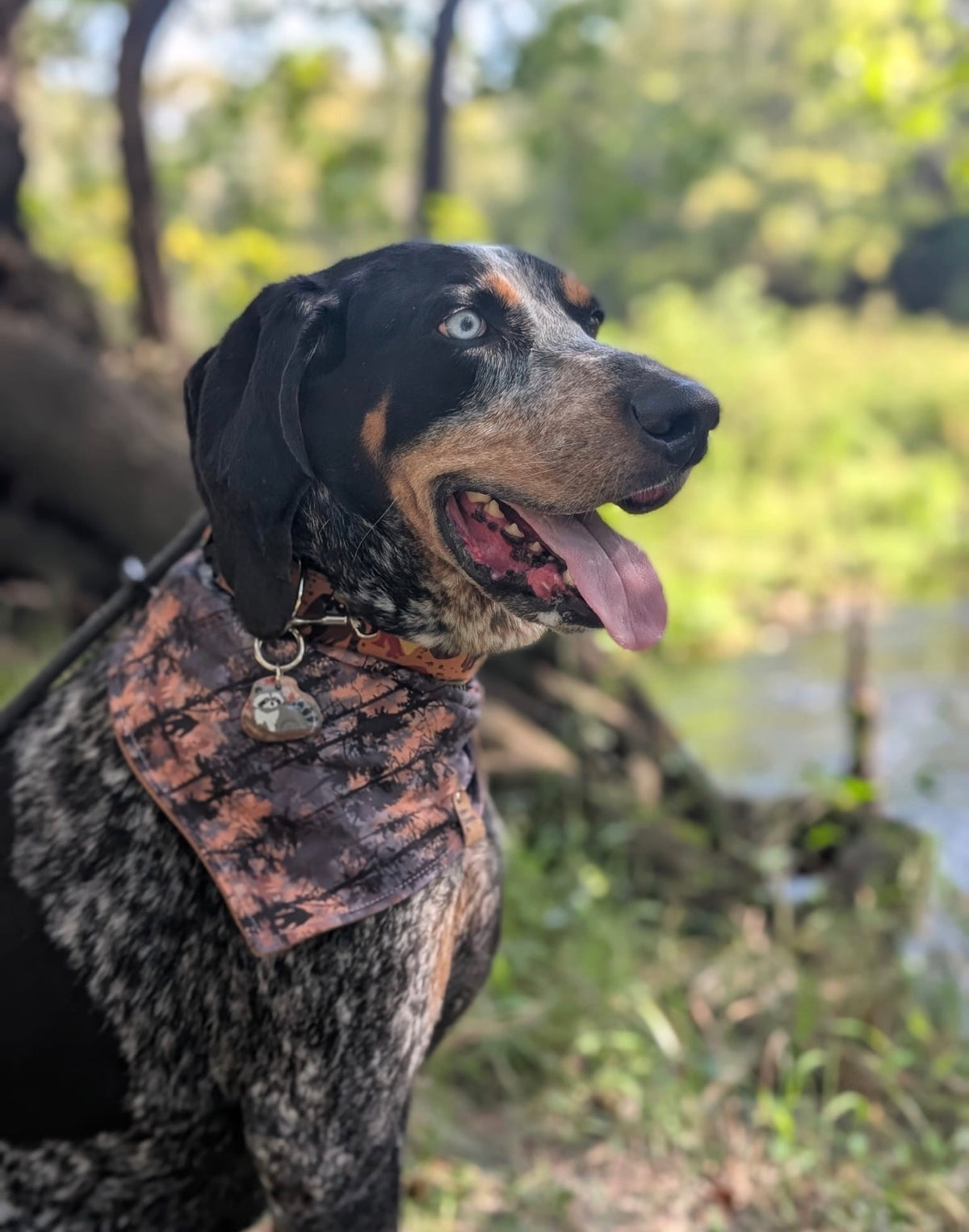 Treeing & Tracking Raccoon Tag