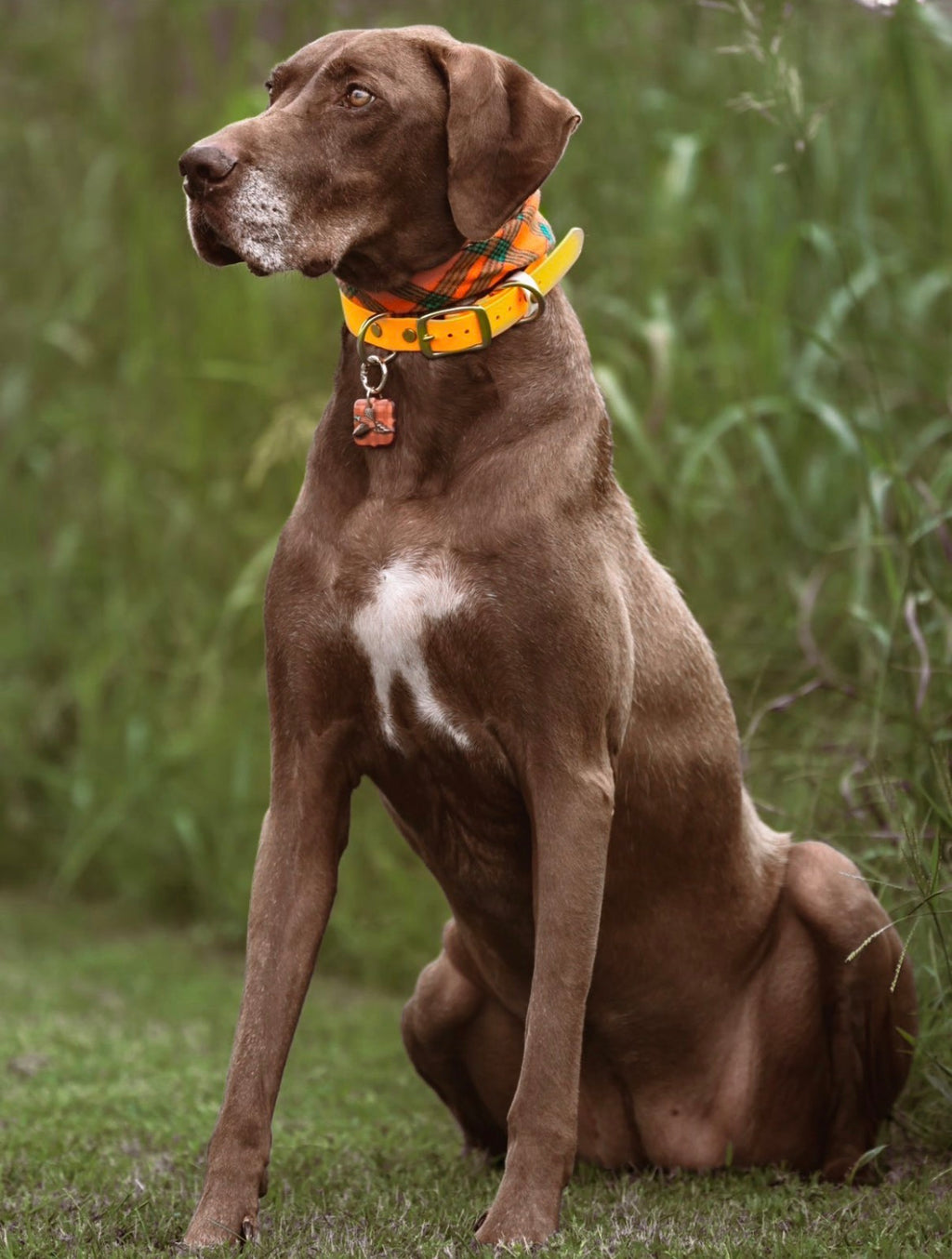 Pheasant & Flush Tag