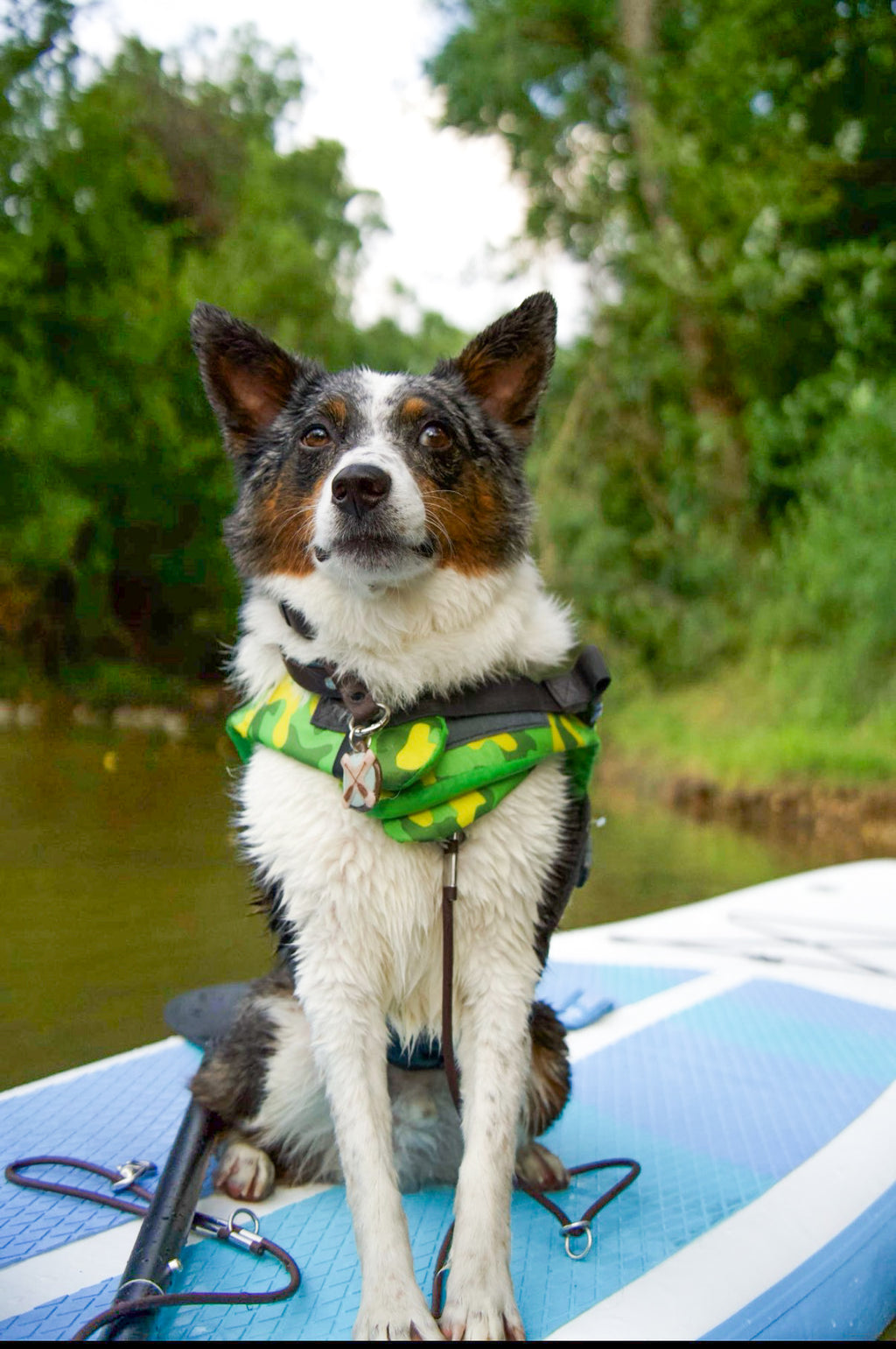 Paddle into Pawradise