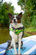 Paddle into Pawradise