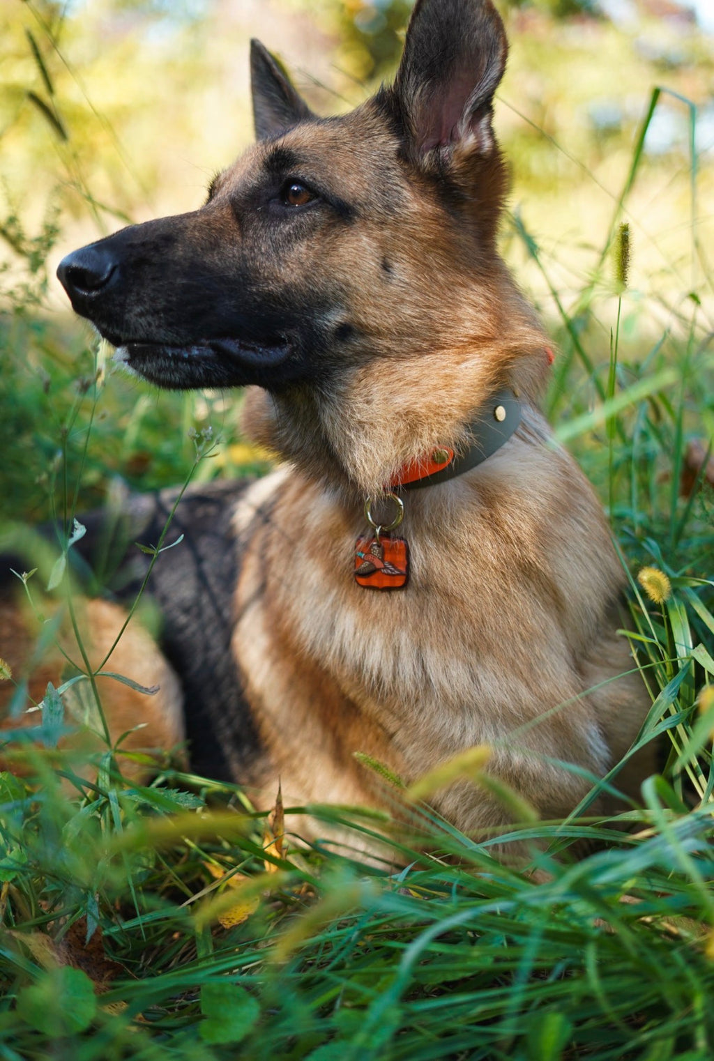 Pheasant & Flush Tag