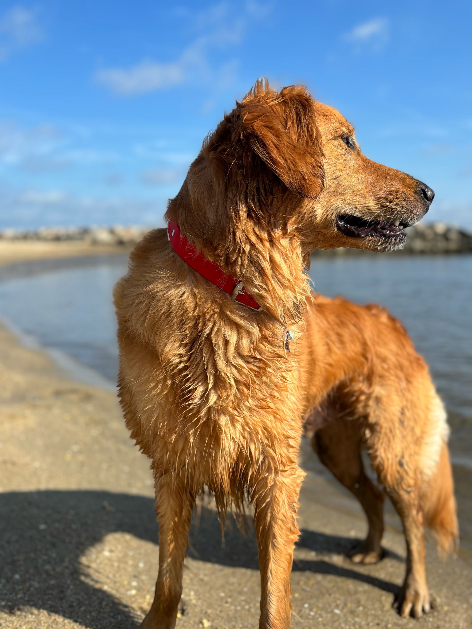 PFAF 1” Simple BioThane Buckle Collar