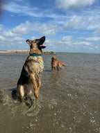 PFAF 1” Simple BioThane Buckle Collar