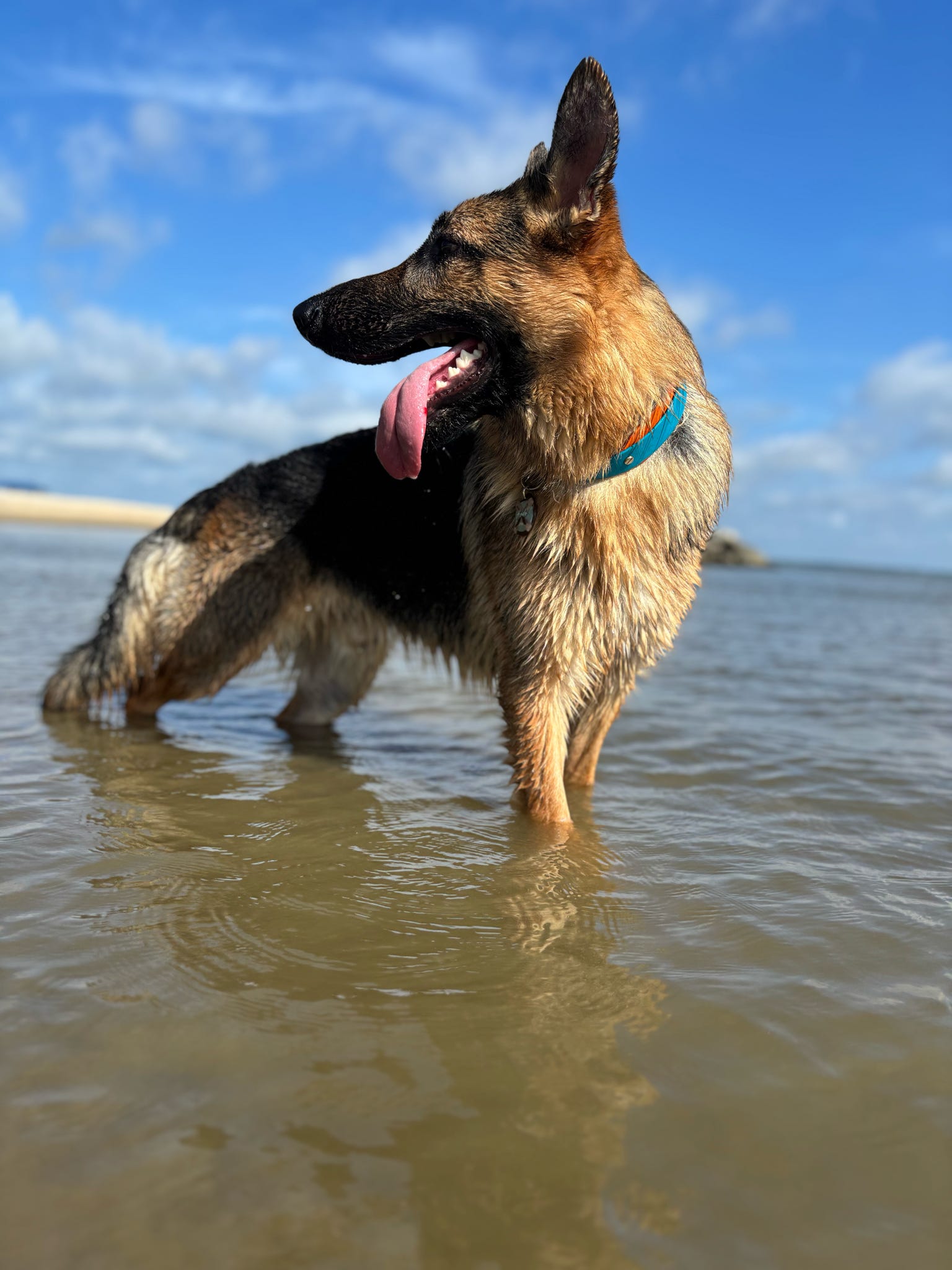 BIO "Buy It Once" Interchangeable Back BioThane Collar