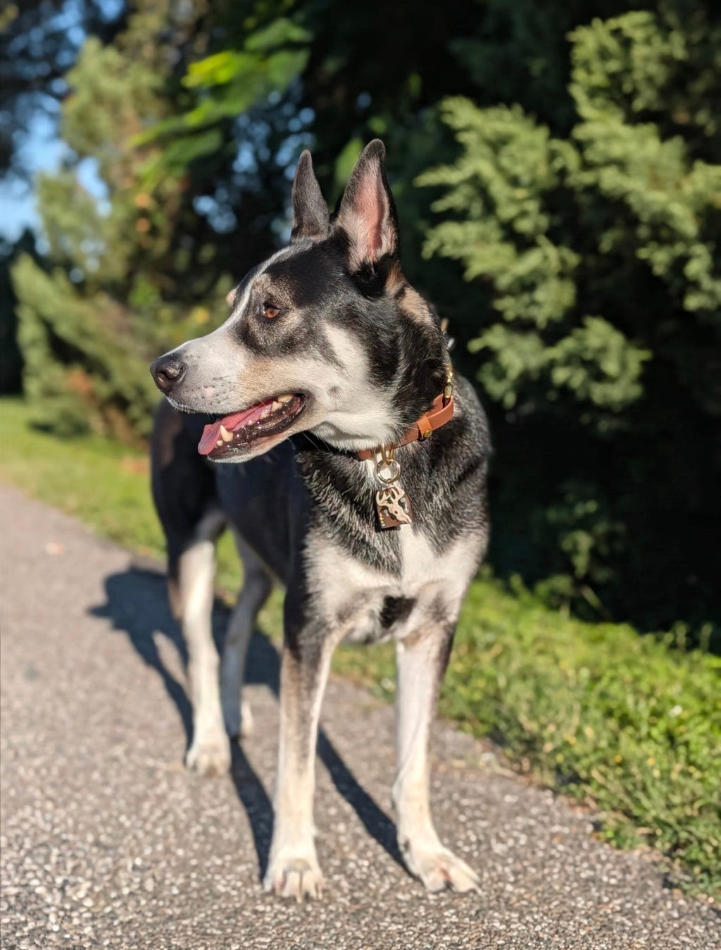 Antler & Earth Tag