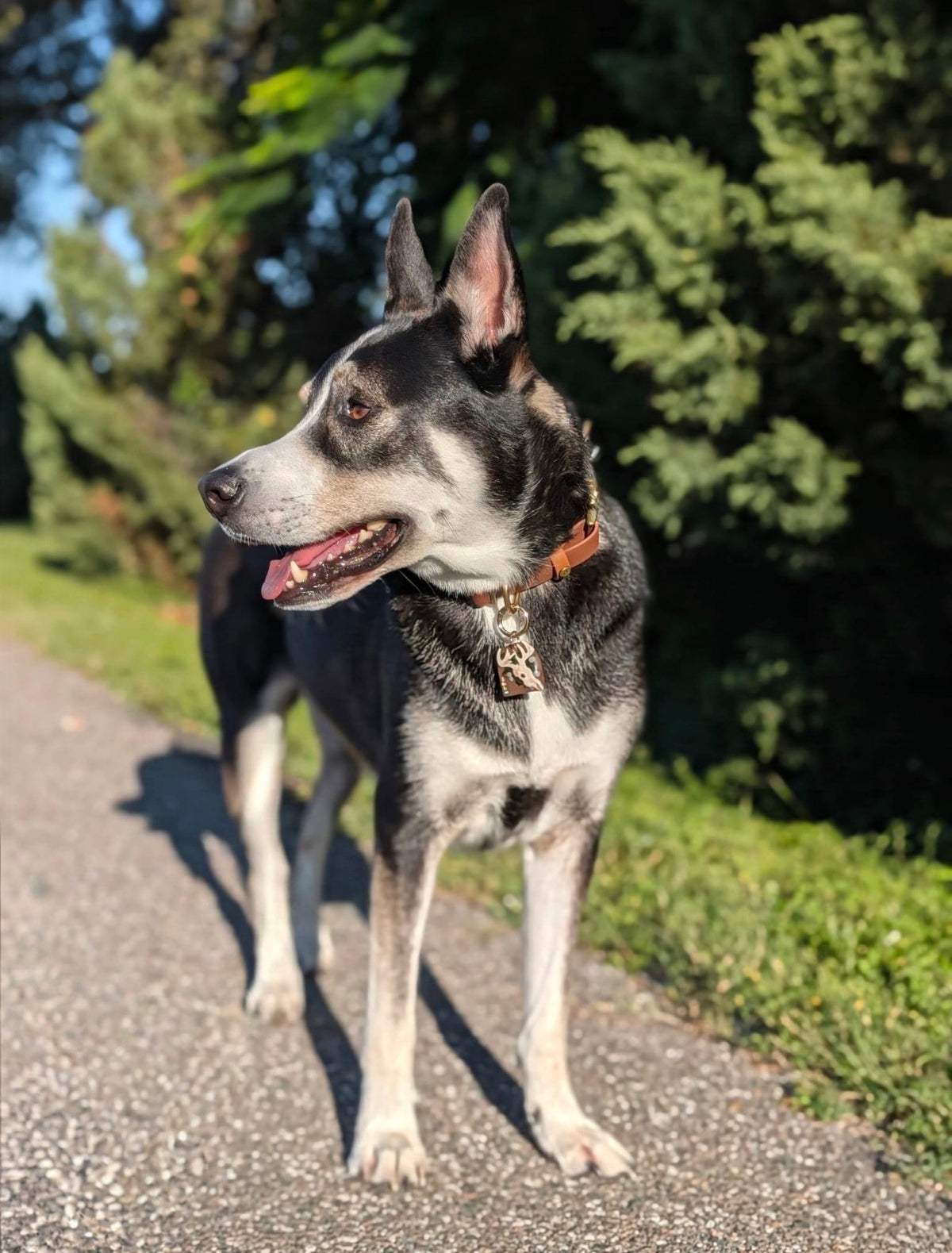 Antler & Earth Tag