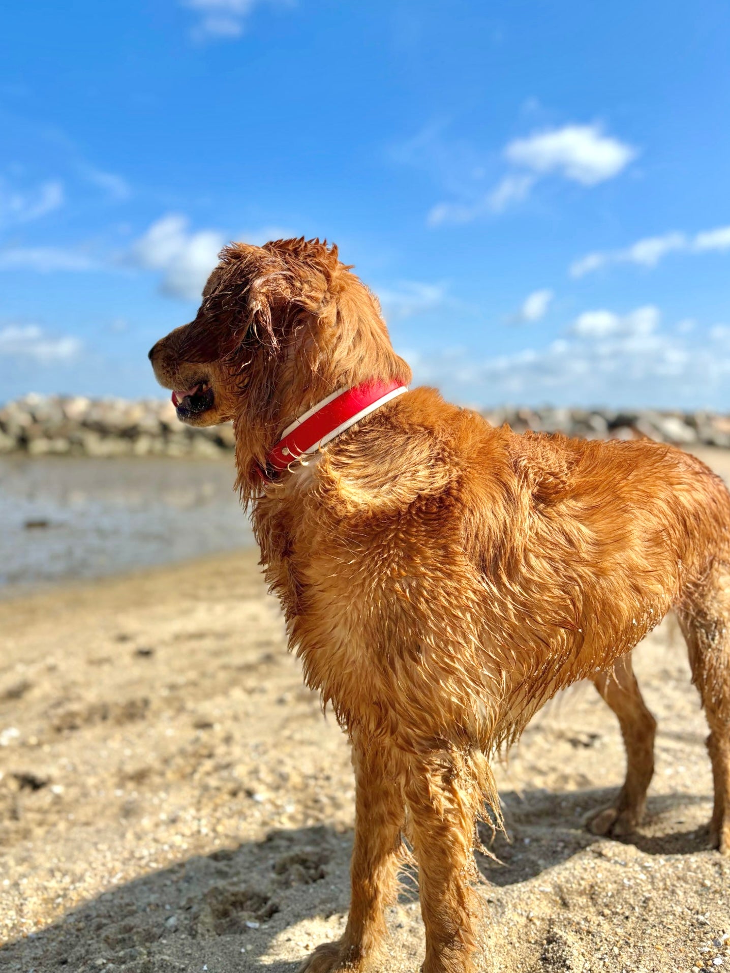 BIO "Buy It Once" Interchangeable Back BioThane Collar