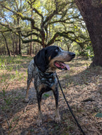 Antler & Earth Tag