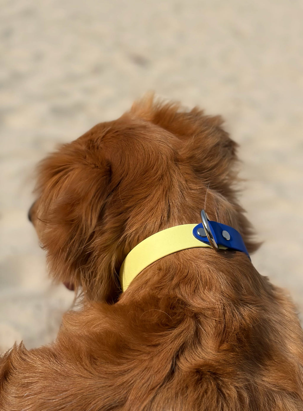 Spring Two-Toned Collar