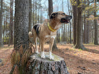 Spring BIO Collar