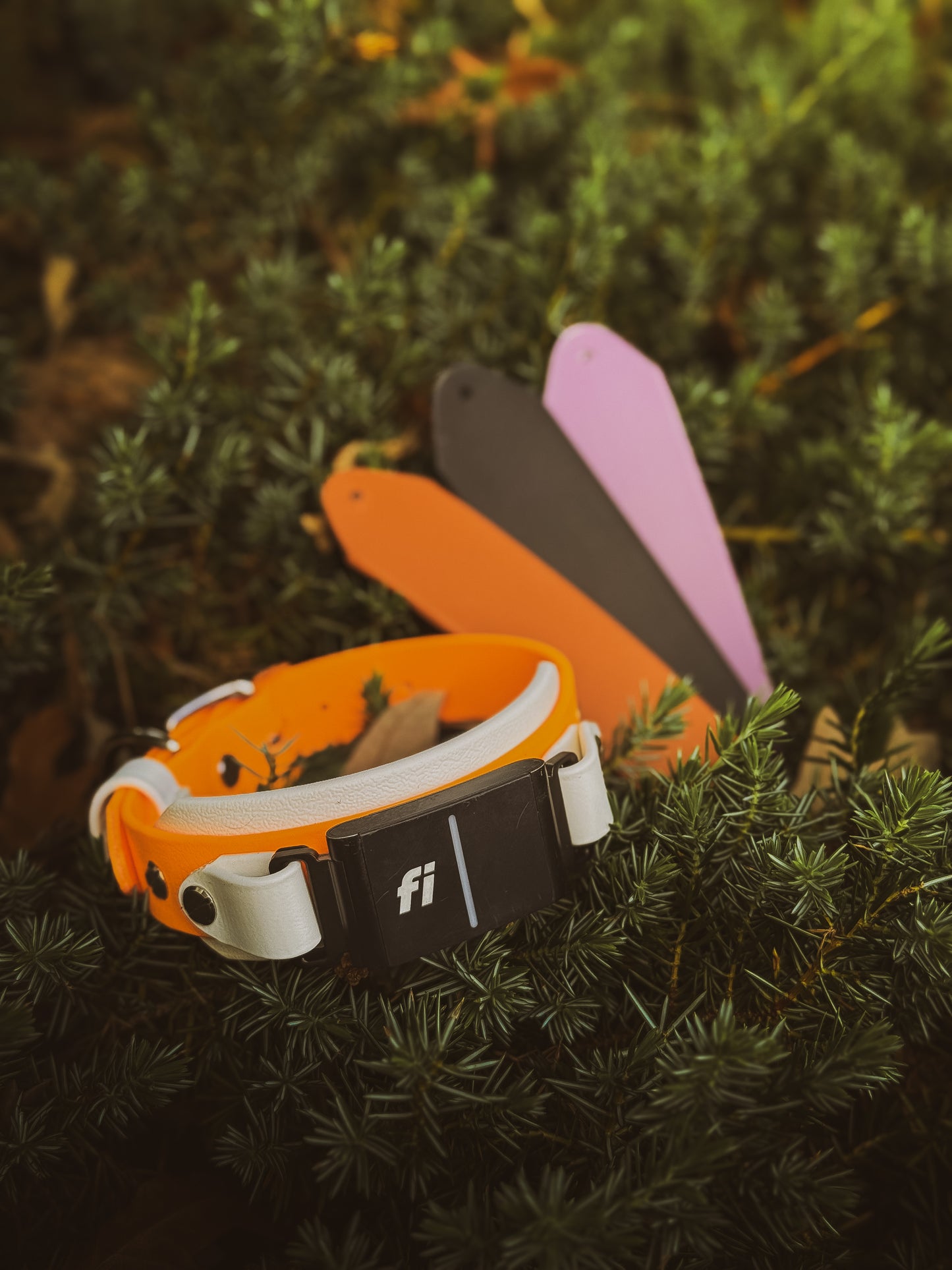 Woodland Watcher Collar Bundle