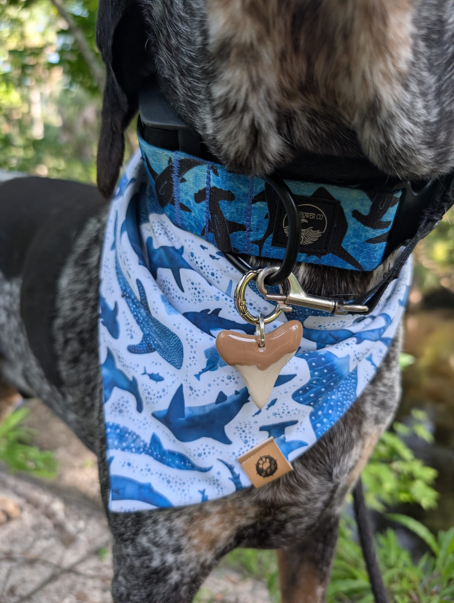 Shark Bait