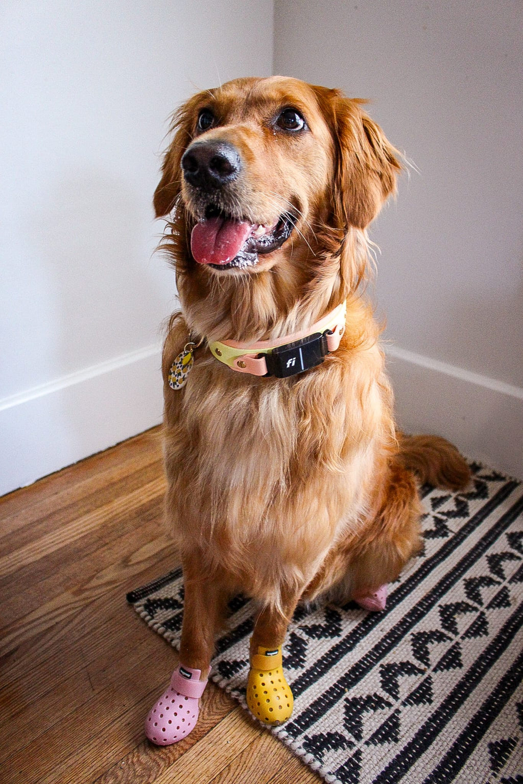 Spring Fi GPS Compatible BIO Collar