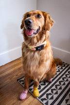 Spring Fi GPS Compatible BIO Collar