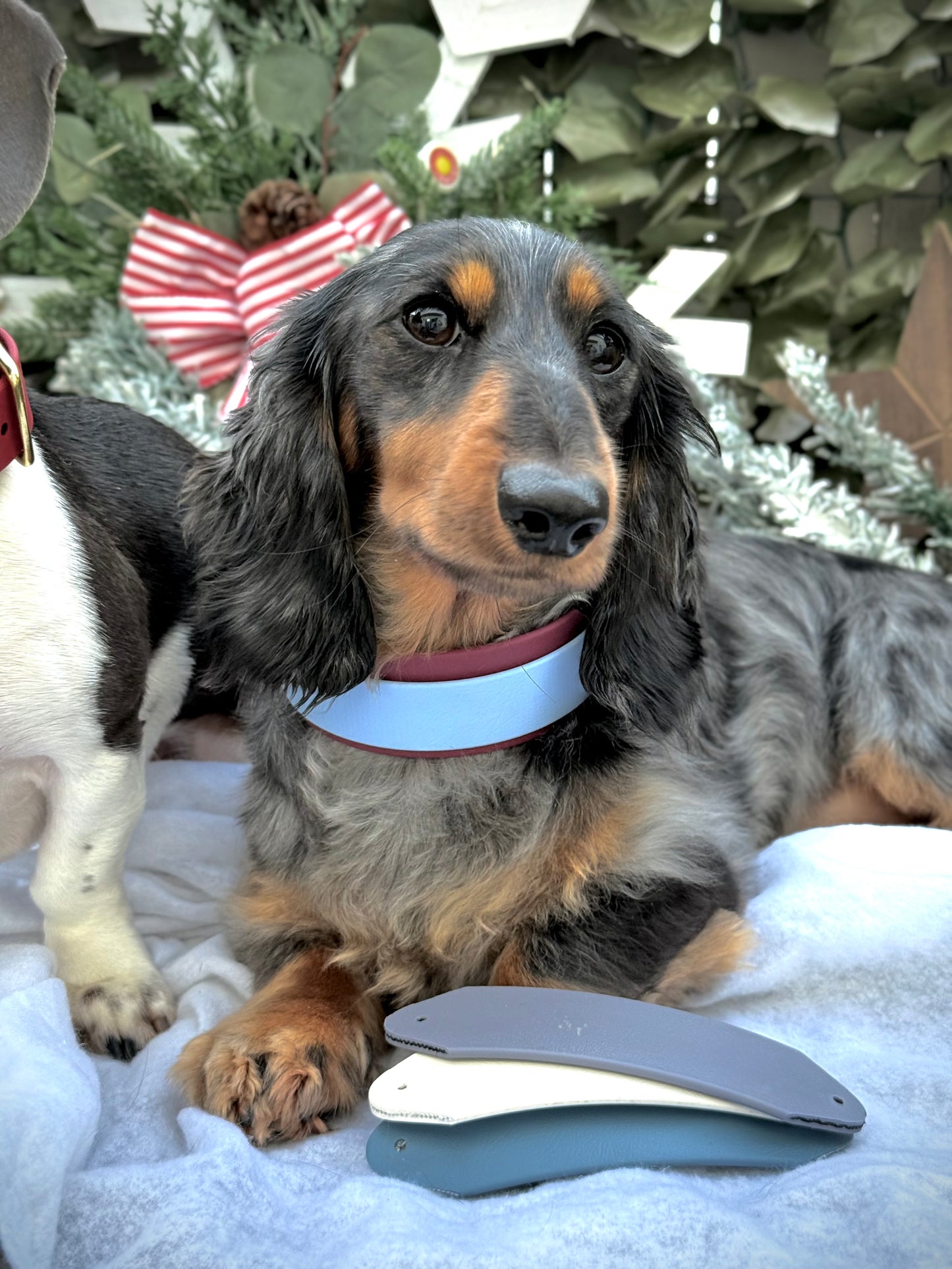 Winter Wonderland Collar Bundle