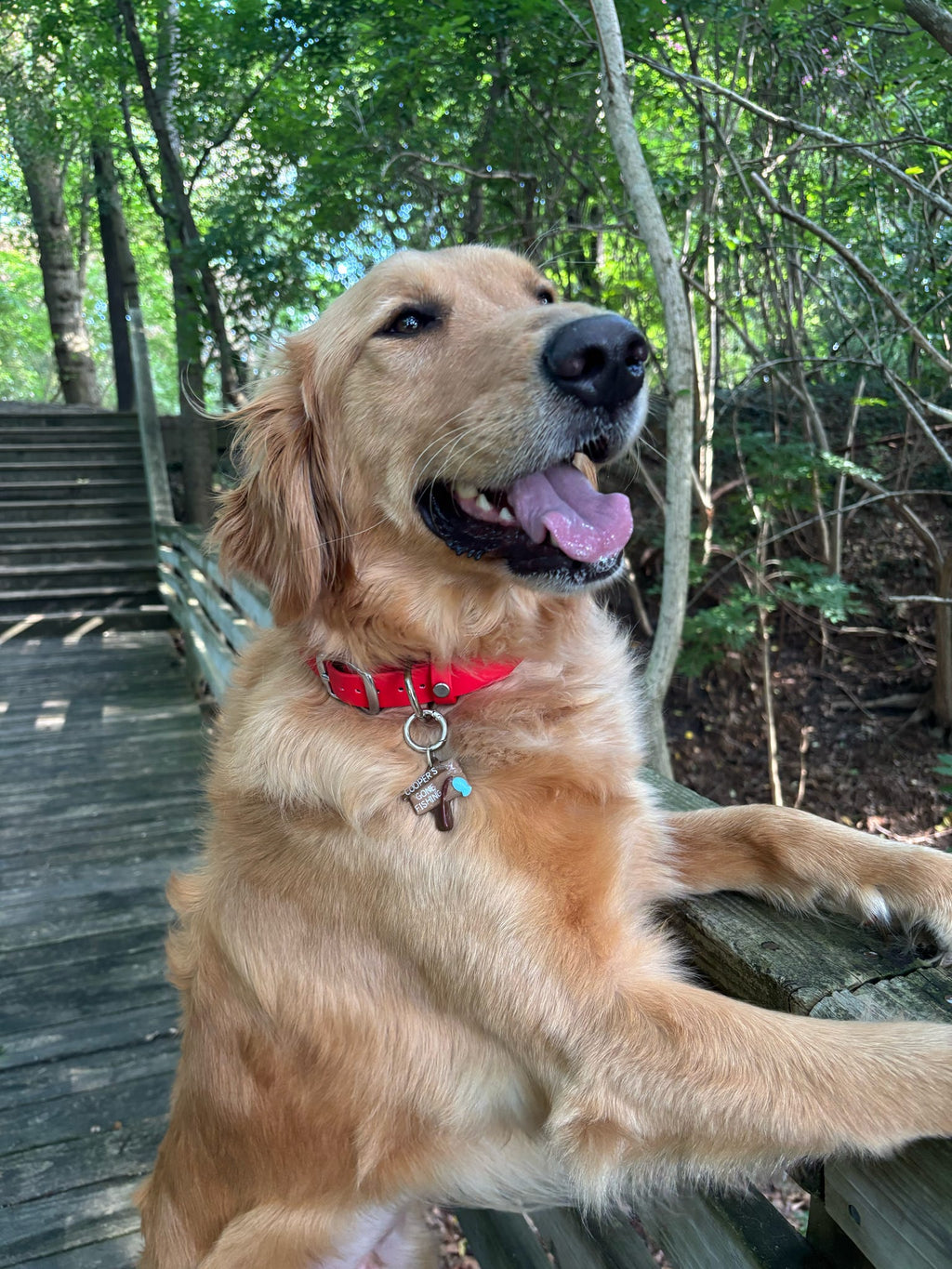 PFAF 1” Simple BioThane Buckle Collar