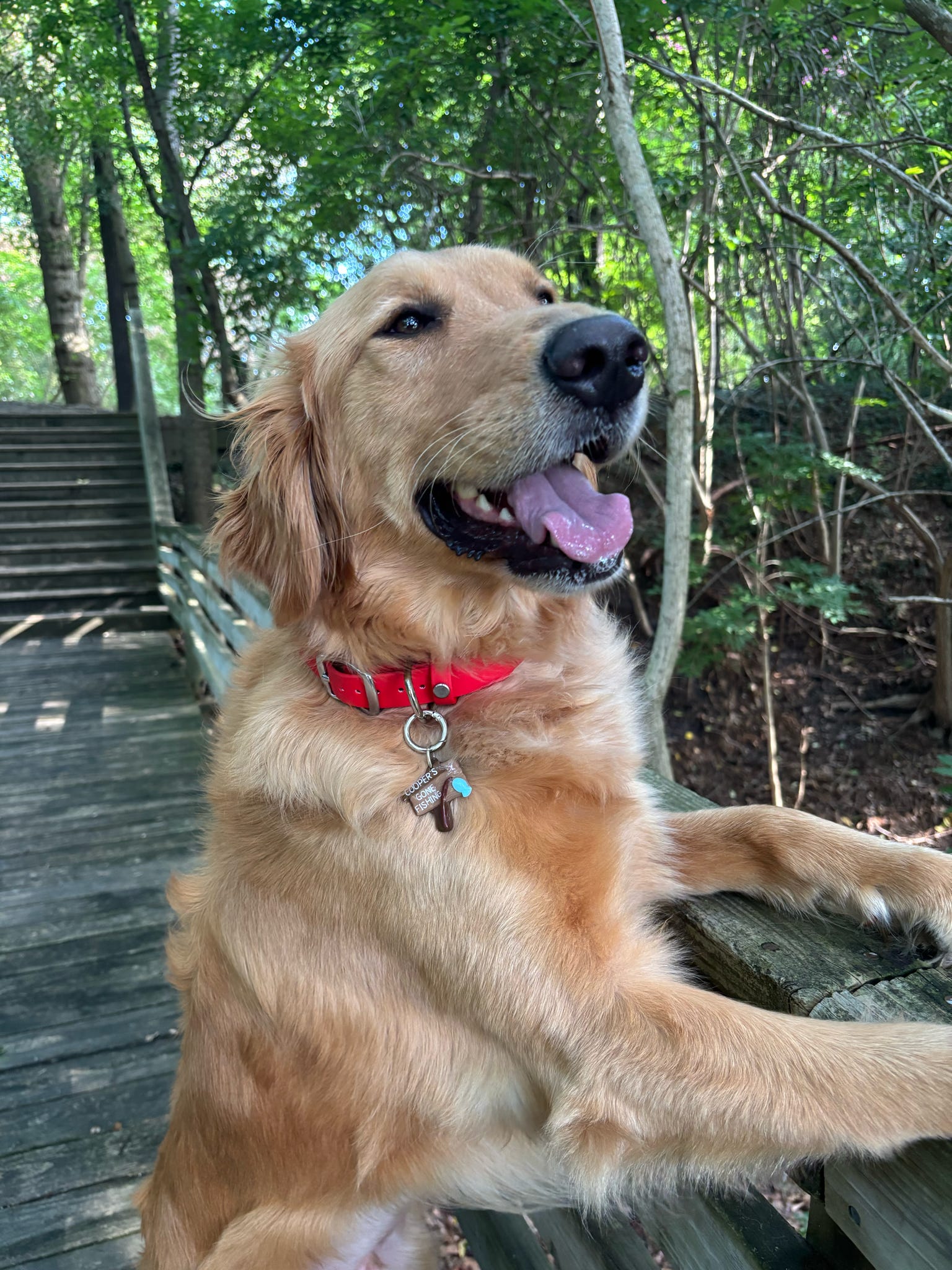 PFAF 1” Simple BioThane Buckle Collar