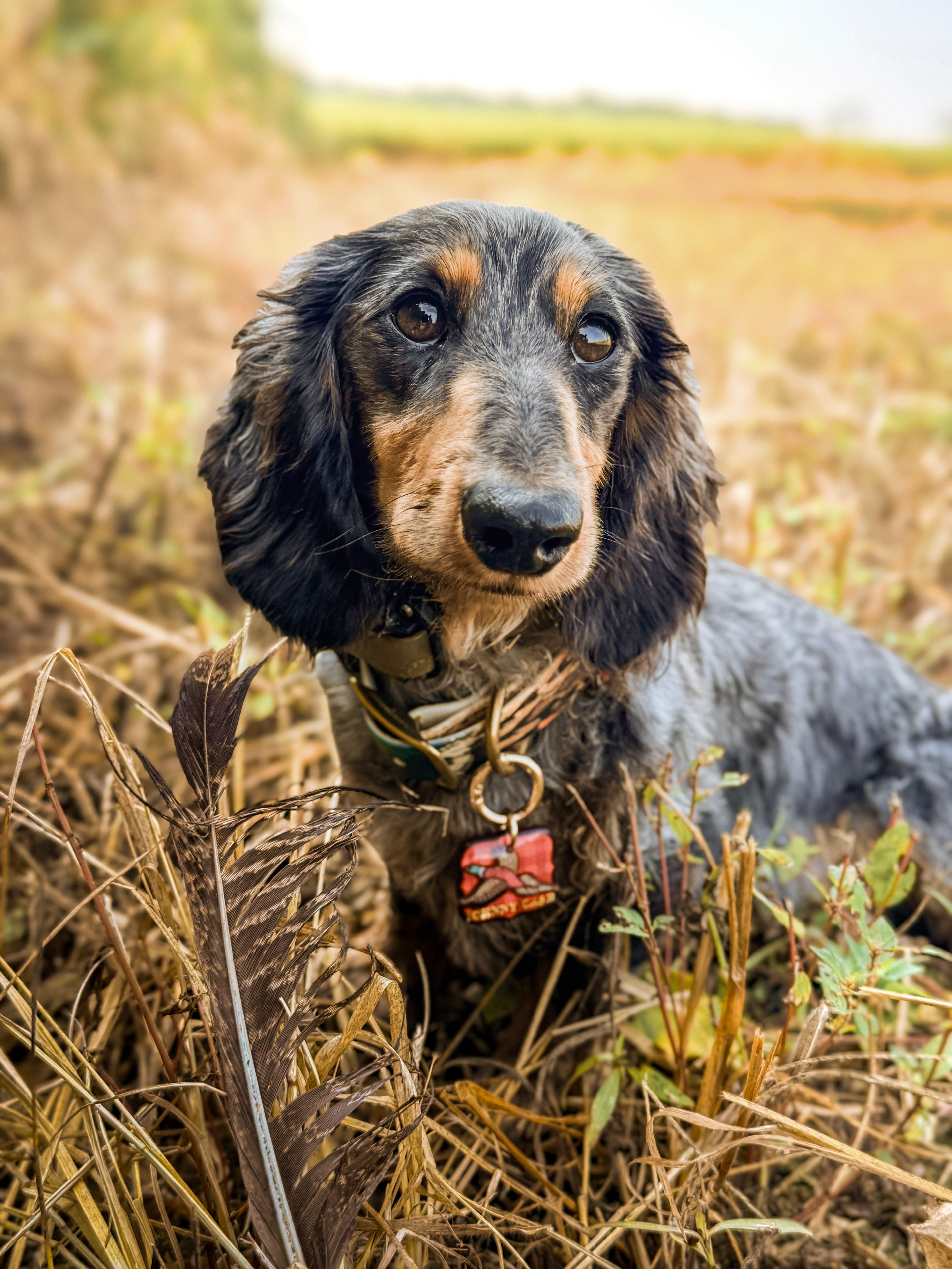 Pheasant & Flush Tag