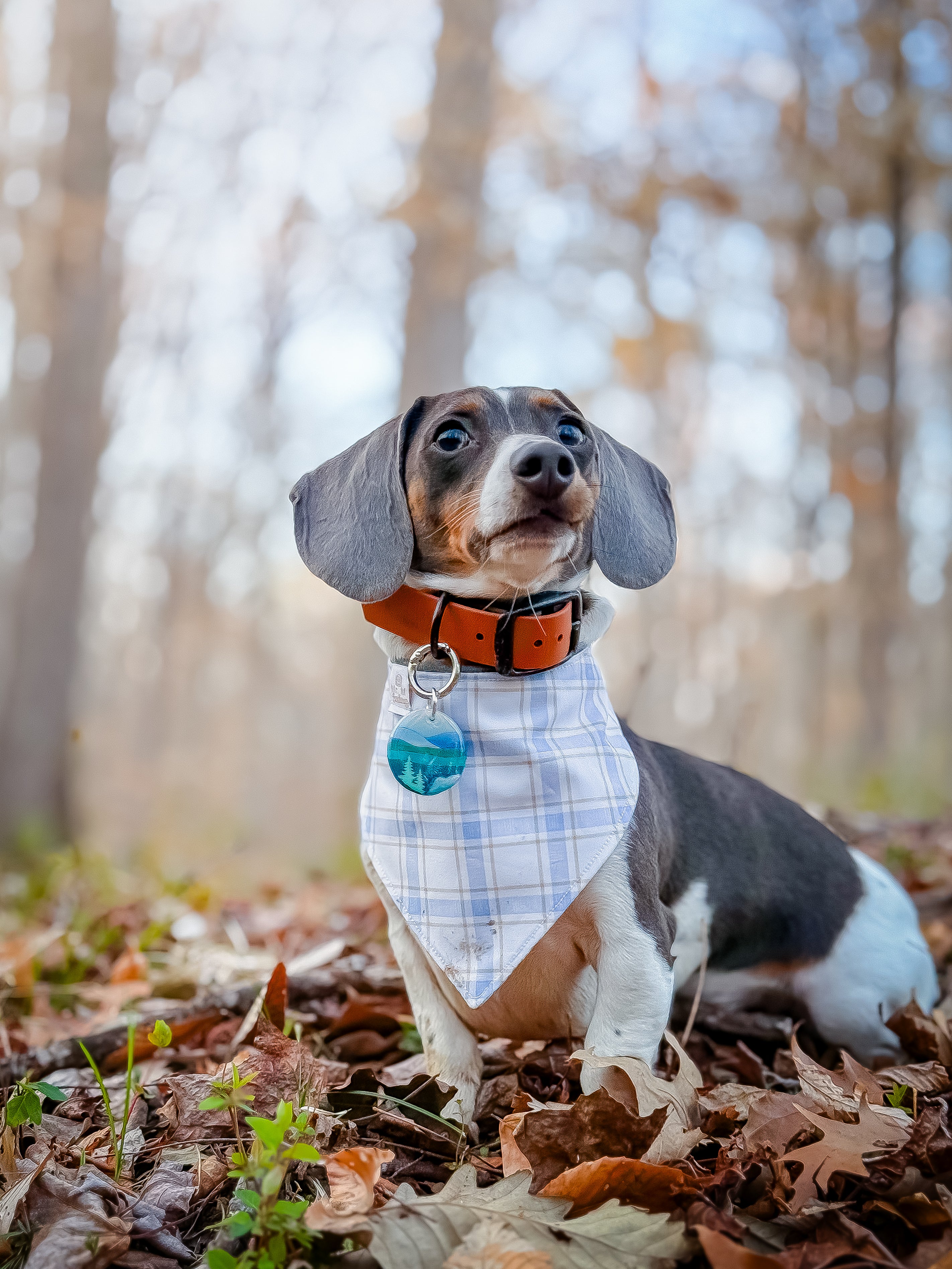 Great Smoky Mountains National Park Tag