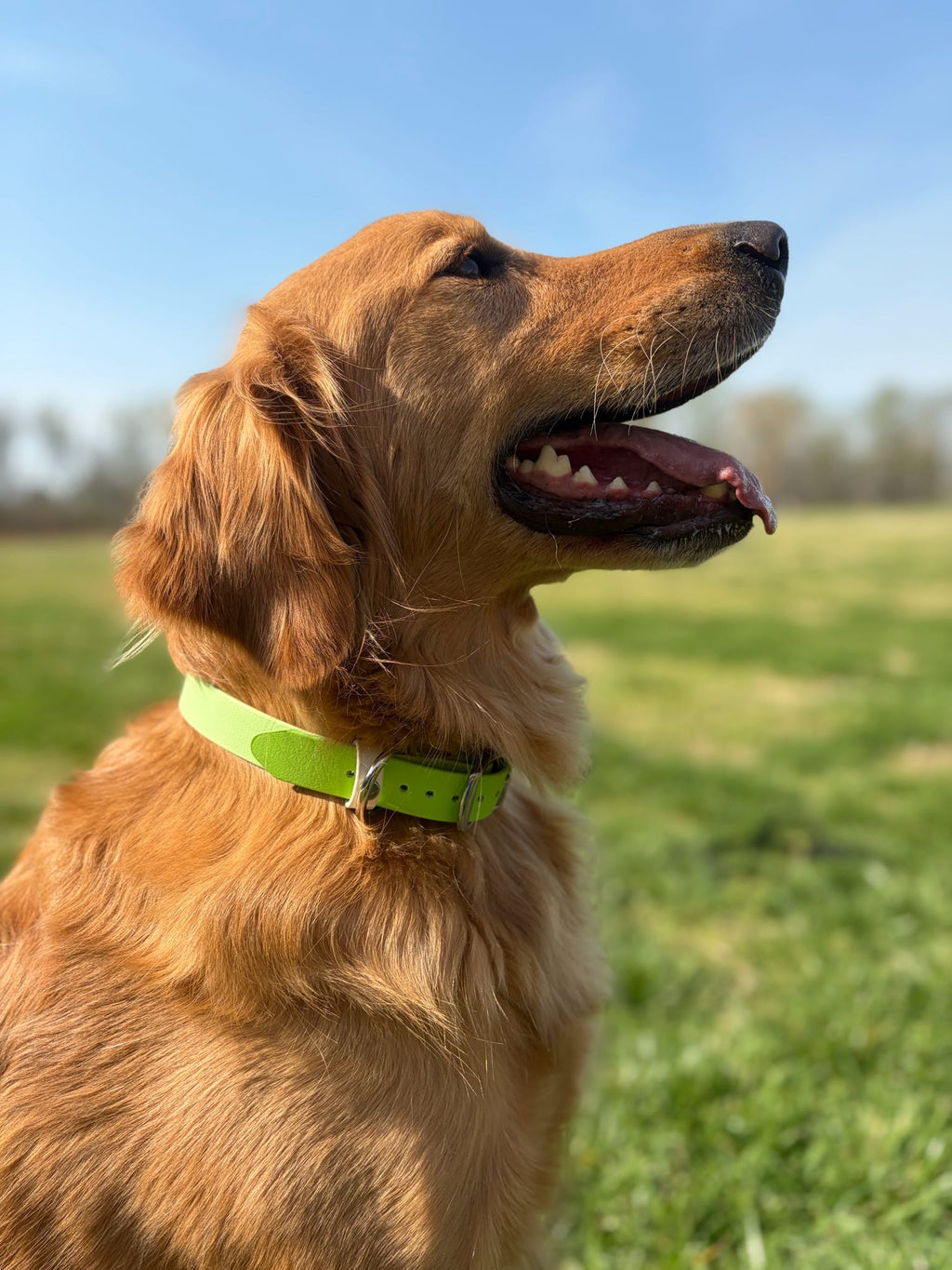 Spring Two-Toned Collar