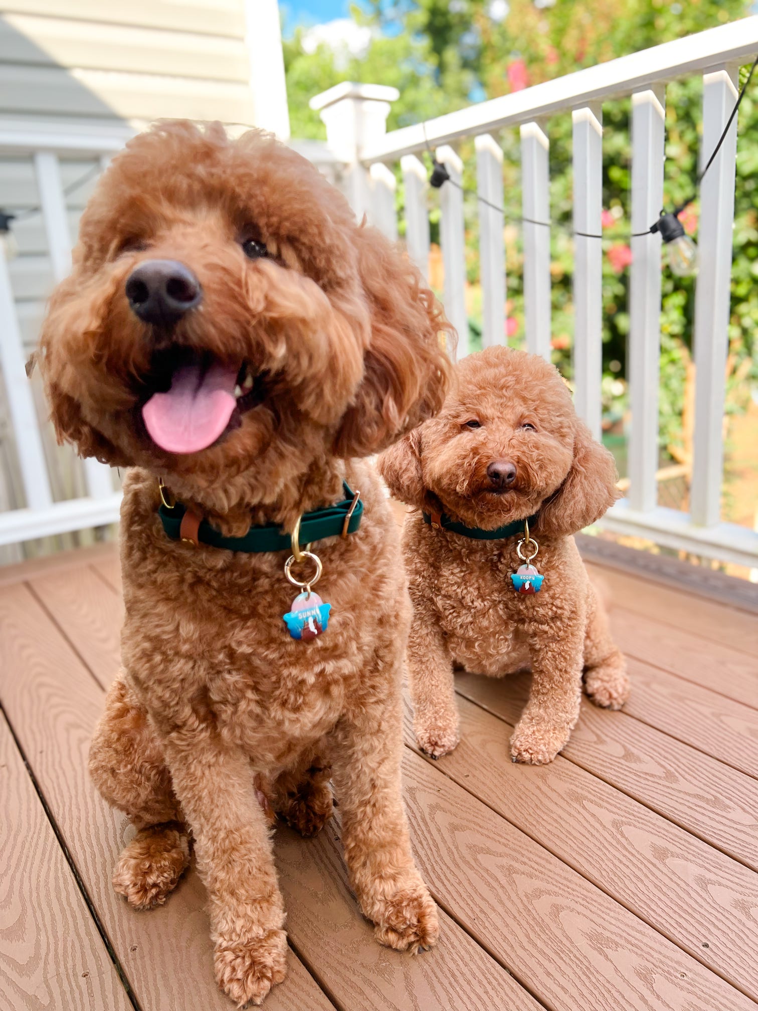 PFAF 1” Simple BioThane Quick Release Collar