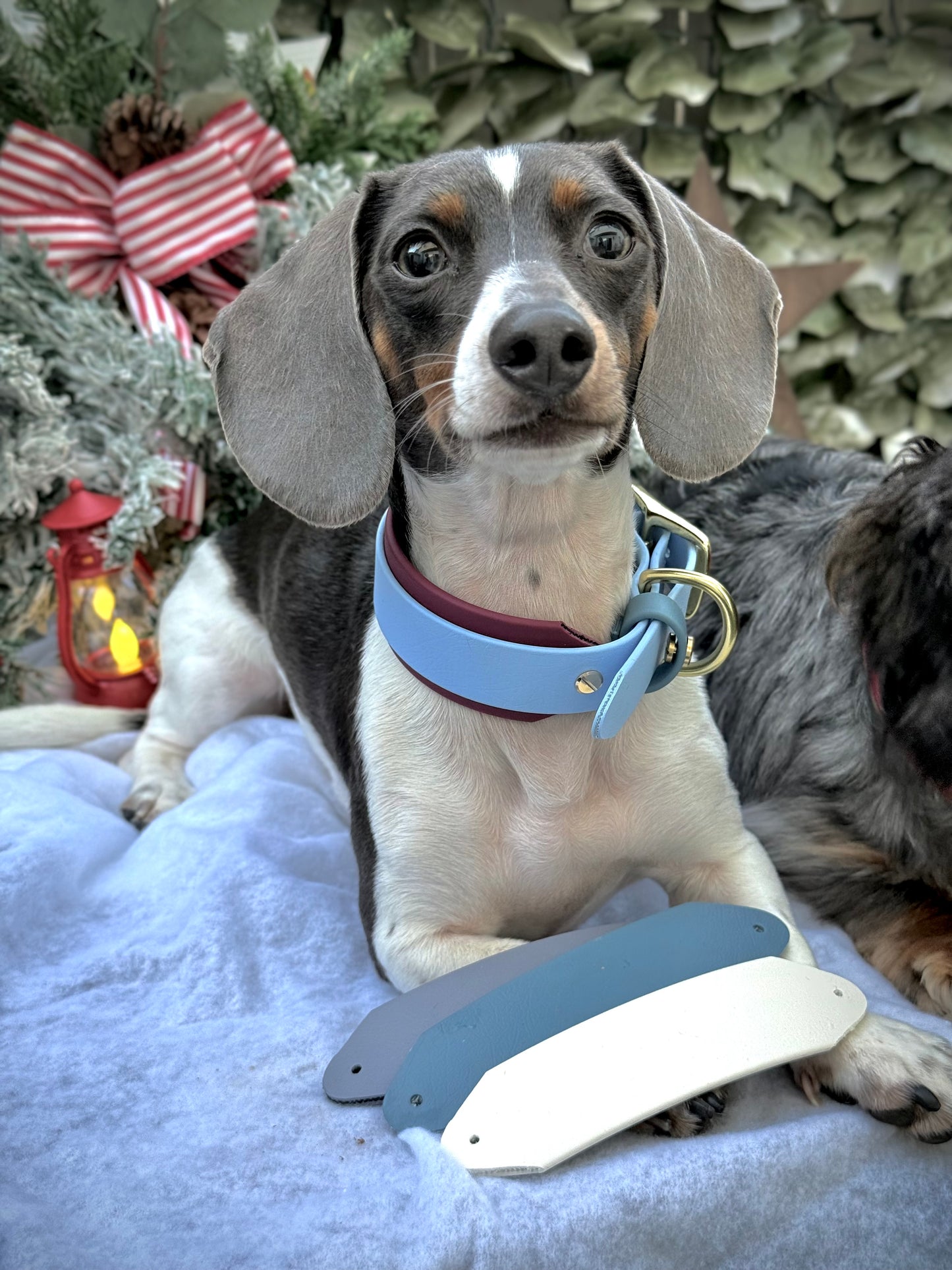 Winter Wonderland Collar Bundle
