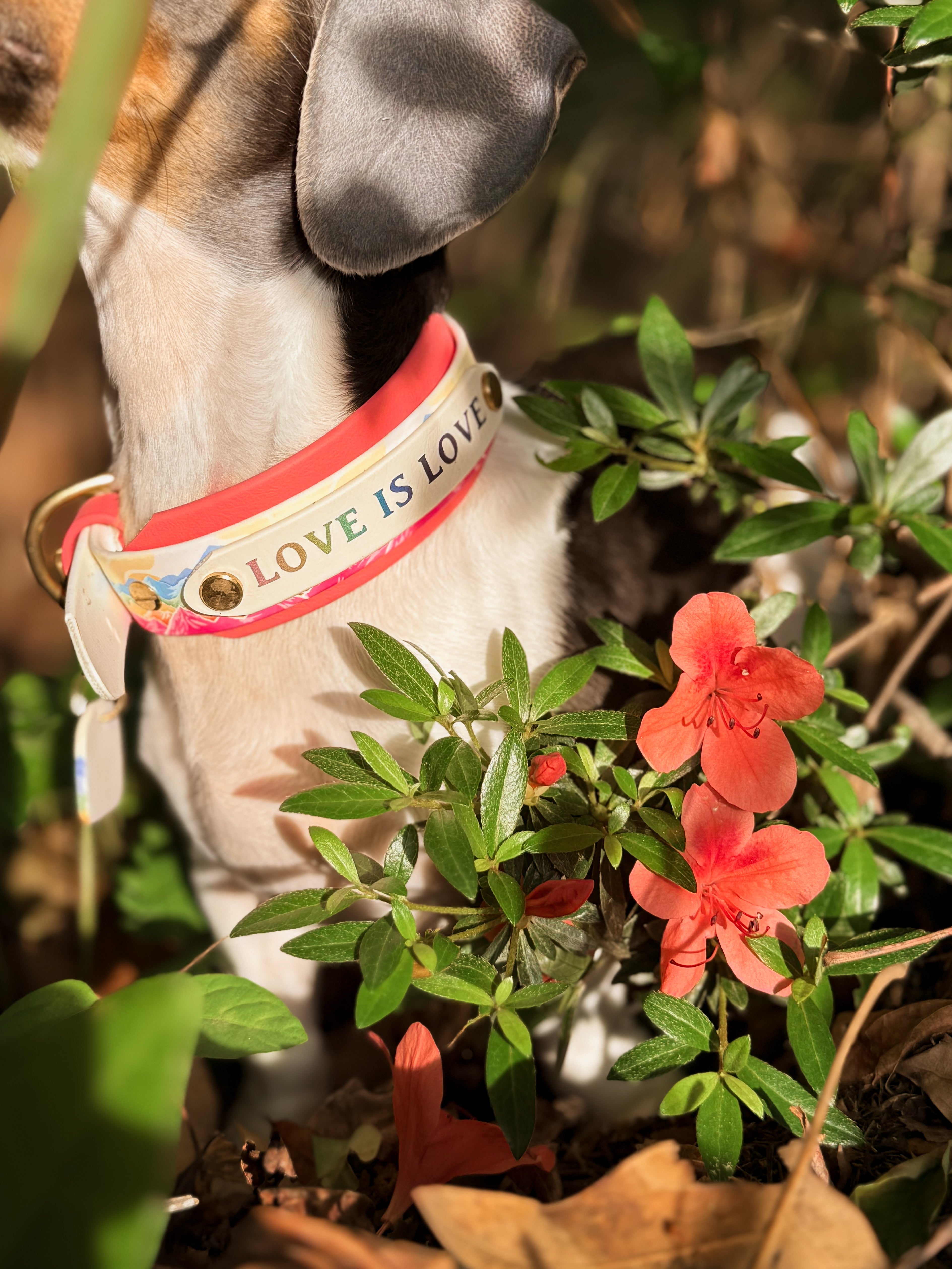 Summit Pride Collar