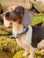 Ocean Odyessy Collar